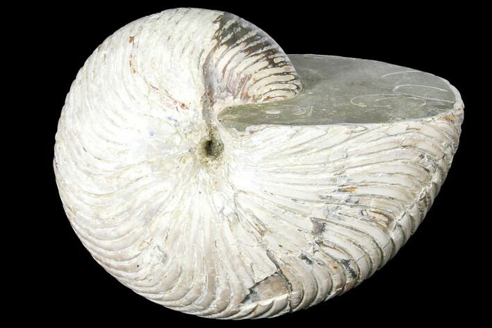 Fossil Nautilus (Cymatoceras) - Madagascar #127151
